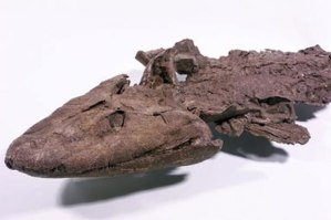 http://www.history.com/news/from-fins-to-feet-ancient-fish-reveals-link